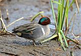 Green-winged Tealborder=